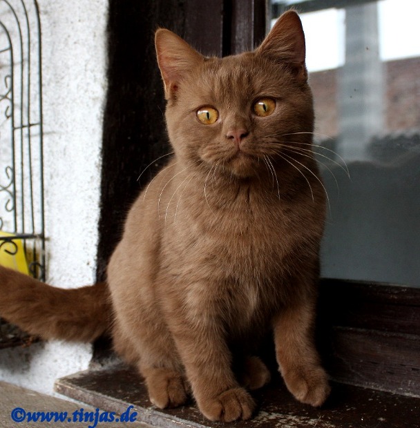 Bengel - Tinja's Britisch Kurzhaar und Scottish Fold ...