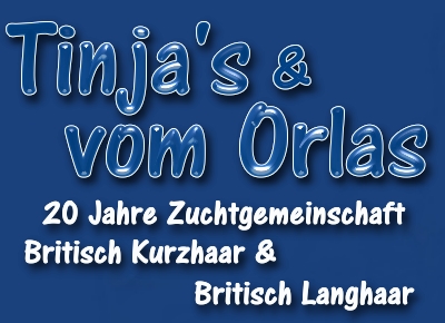 BKH und Scottish Fold Tinjas und von Orlas