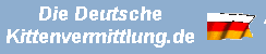 kittende
