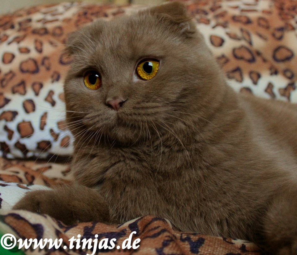 Unsere Katzen Tinjas Britisch Kurzhaar Und Britisch