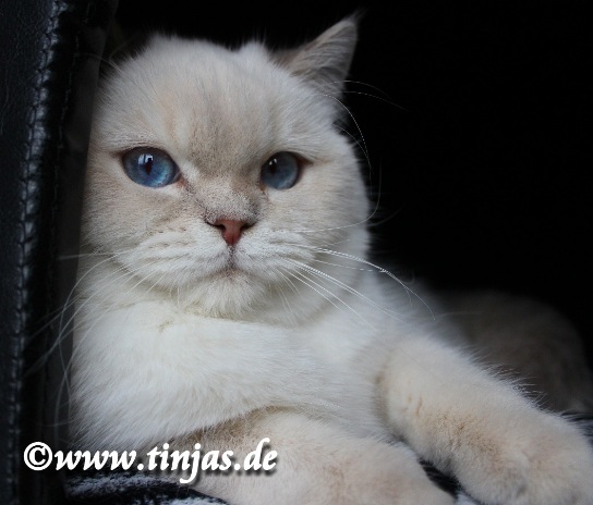 Youngsters Britisch Kurzhaar Katze Lilac Golden Shaded Point