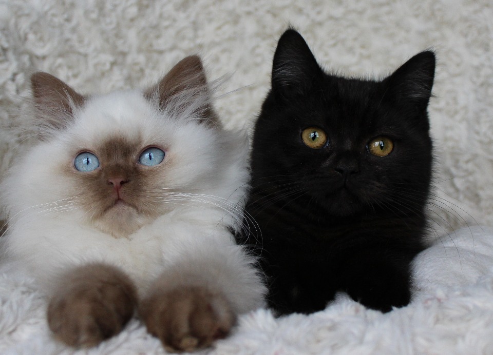 Britisch Langhaar cinnamon point und BKH black