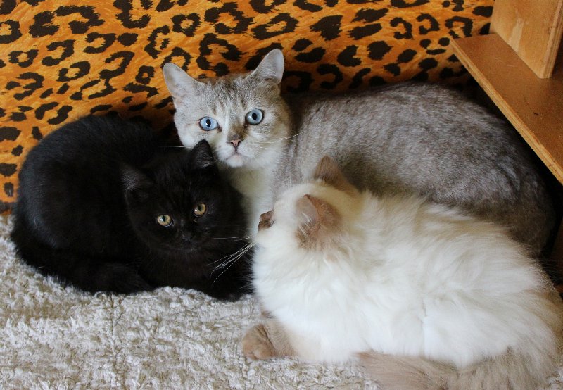 Mama Tigerlady und ihre beidenKatzenbabys
