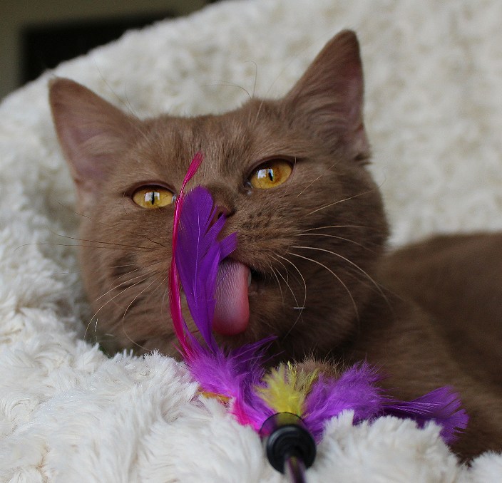 BKH Jungkater ( 7 Monate) in cinnamon