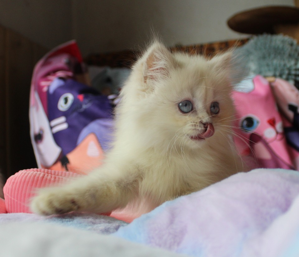 Britisch Langhaar Katzenbaby</A>