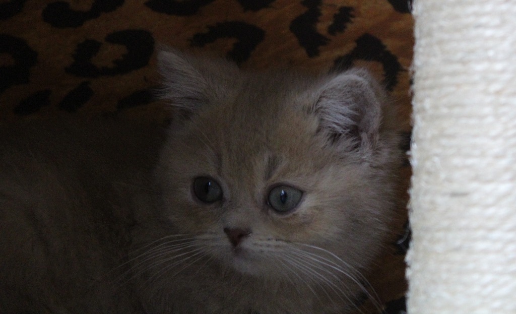 Britisch Kurzhaar Katzenbaby