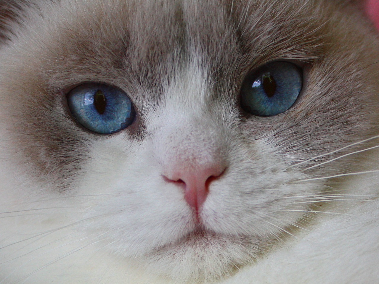 Darling Lavender Tinjas Britisch Kurzhaar Und Scottish