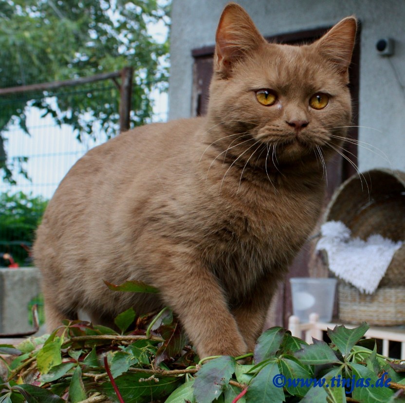 Bengel - Tinja's Britisch Kurzhaar und Scottish Fold ...